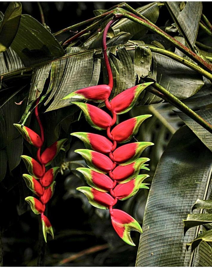 Le Jardin Du Petit Macabou Daire Le Vauclin Dış mekan fotoğraf